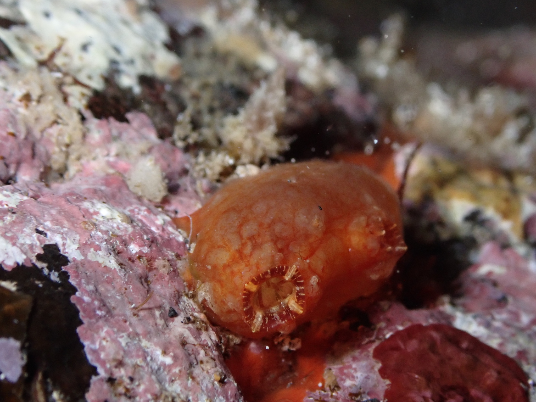 Asterocarpa humilis (Heller, 1878)