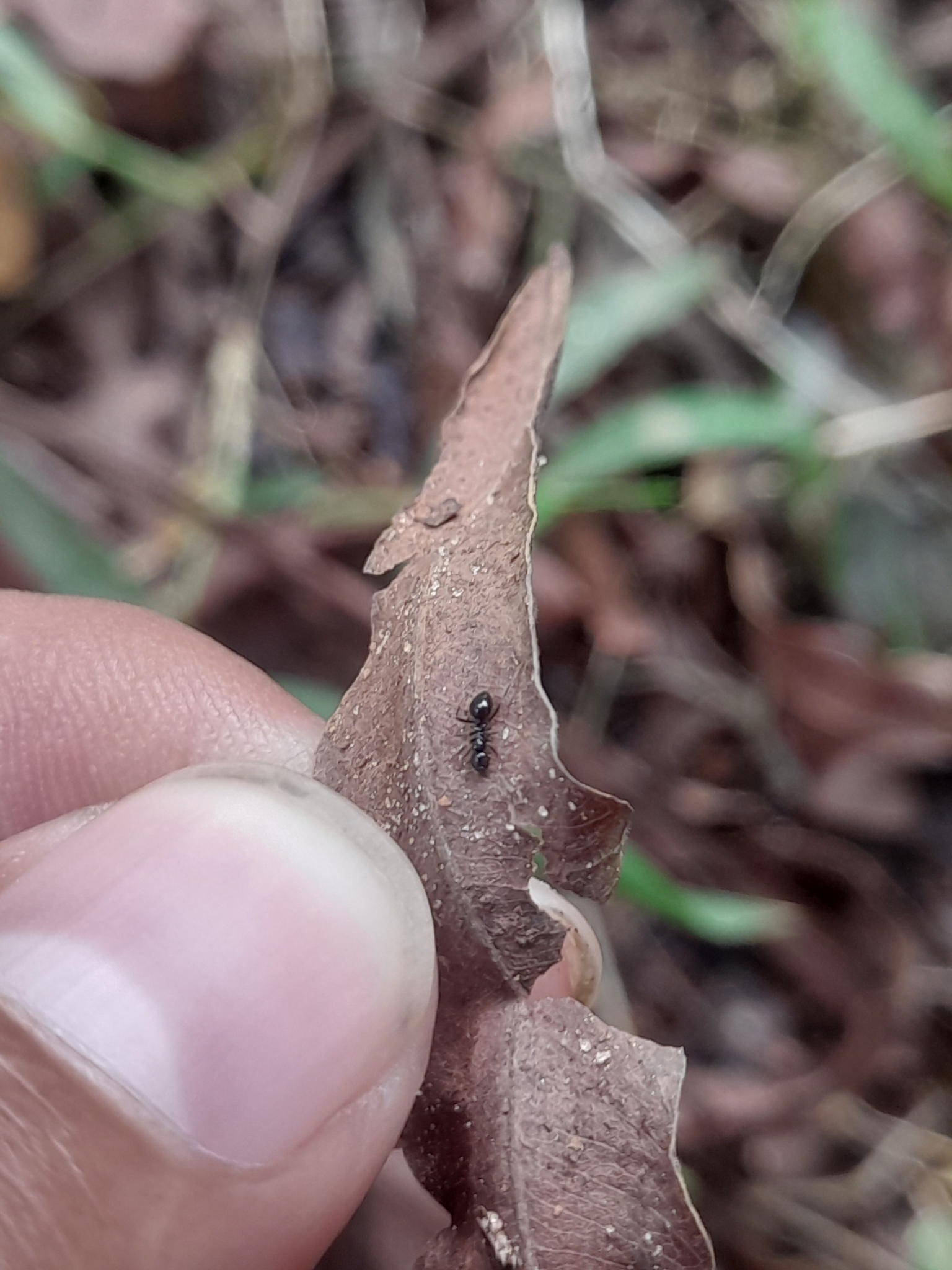Lepisiota mayri