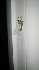 Ephemeroptera