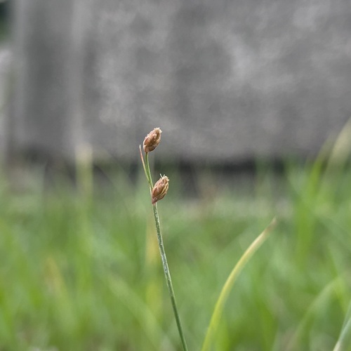 Fimbristylis schoenoides