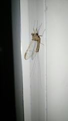 Ephemeroptera