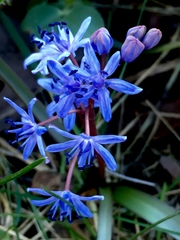 Scilla subnivalis