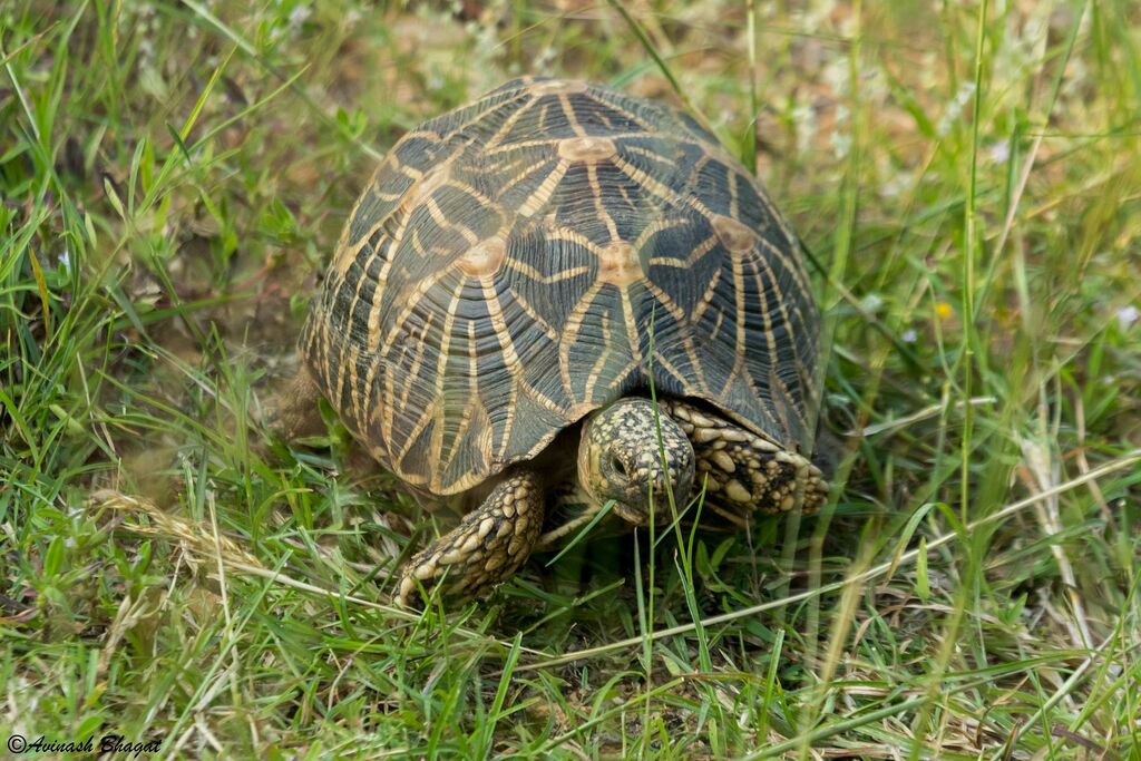 Indian Star Tortoise in October 2022 by Avinash Bhagat · iNaturalist