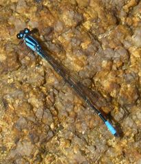 Acanthagrion yungarum