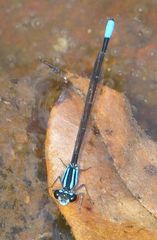 Acanthagrion yungarum