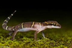 Banded Ground Gecko photo 2