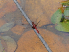 Erythrodiplax ines