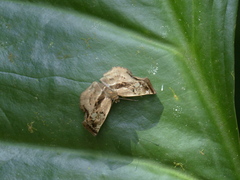 Quadrus truncata
