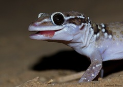 Sahgal's Termite Hill Gecko photo 5