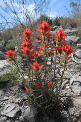 Castilleja rigida