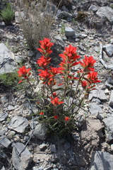 Castilleja rigida