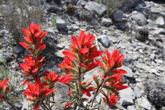 Castilleja rigida