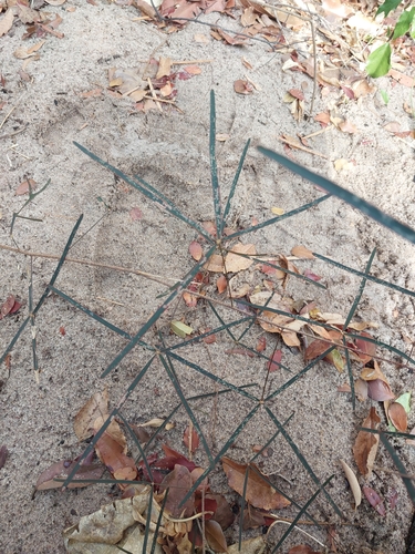 Thilachium angustifolium