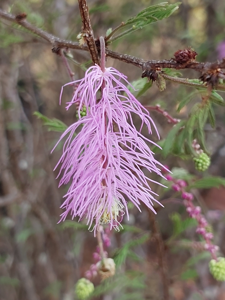 Dichrostachys tenuifolia