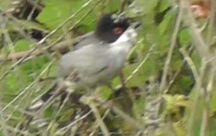 Curruca melanocephala