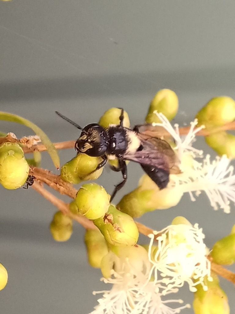 Exleycolletes from South West Rocks NSW 2431, Australia on October 18 ...