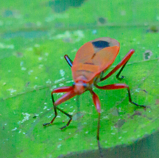 Antilochus kubani