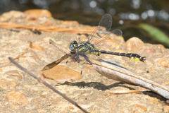 Hylogomphus apomyius