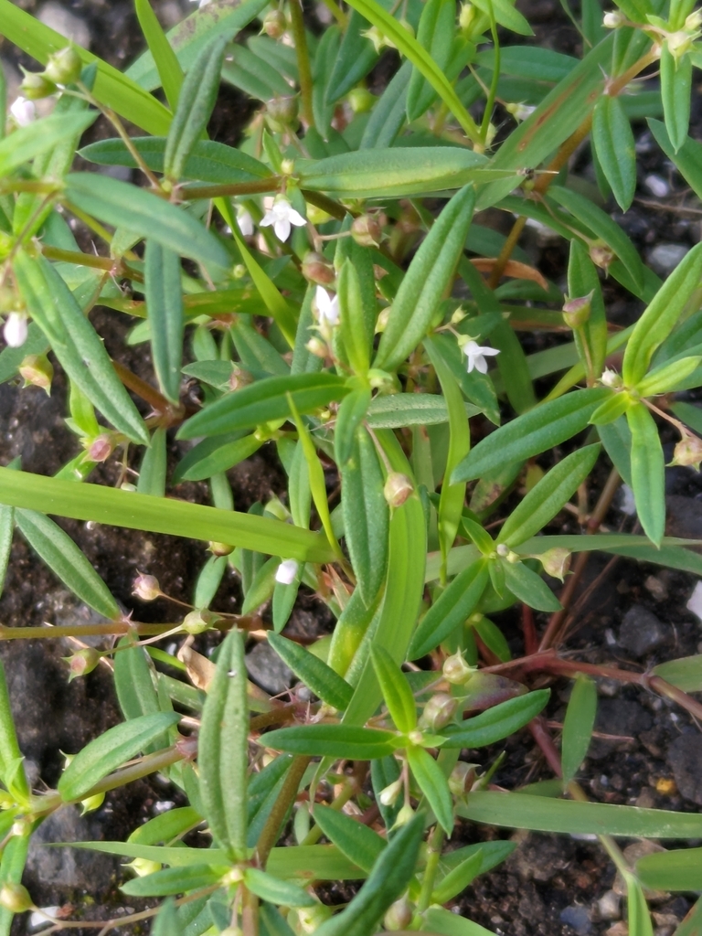 Old World Diamond Flower from Nantou, TWTA, TW on October 19, 2023 at