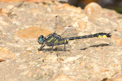 Hylogomphus apomyius