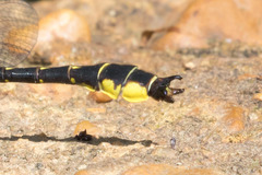 Hylogomphus apomyius