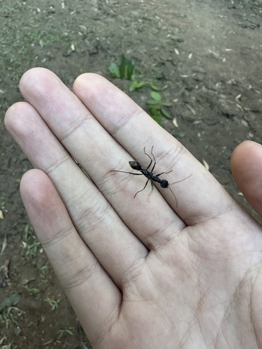 Myrmeciocephalus
