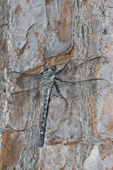 Tachopteryx thoreyi