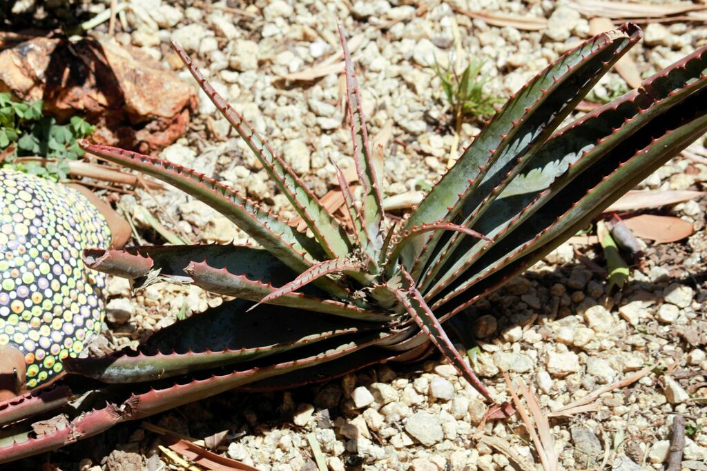 Aloe Suprafoliata From Carletonville, 2499, South Africa On October 19 ...