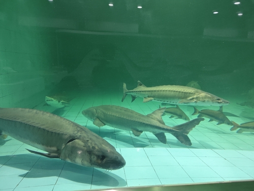 Chinese sturgeon (Acipenser sinensis) — Acipenseridae — 3