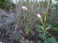 Anemone okennonii