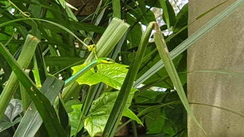 Emerald Snake