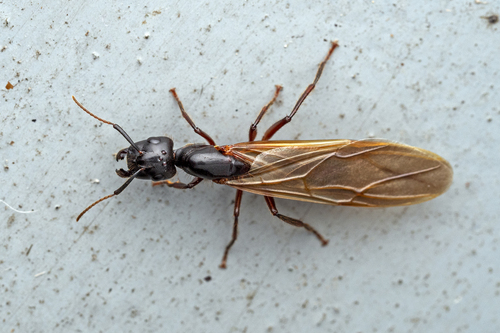 扁胫弓背蚁Camponotus pressipes