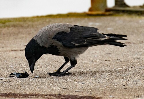 Corneja cenicienta (Corvus cornix)