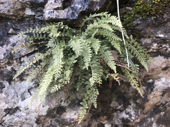 Asplenium fontanum