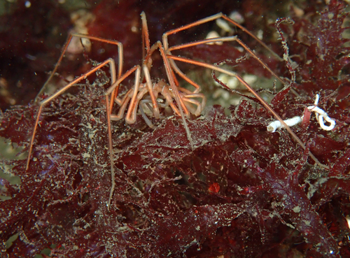 Nymphon stroemi