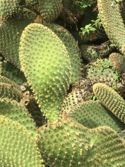 Opuntia microdasys