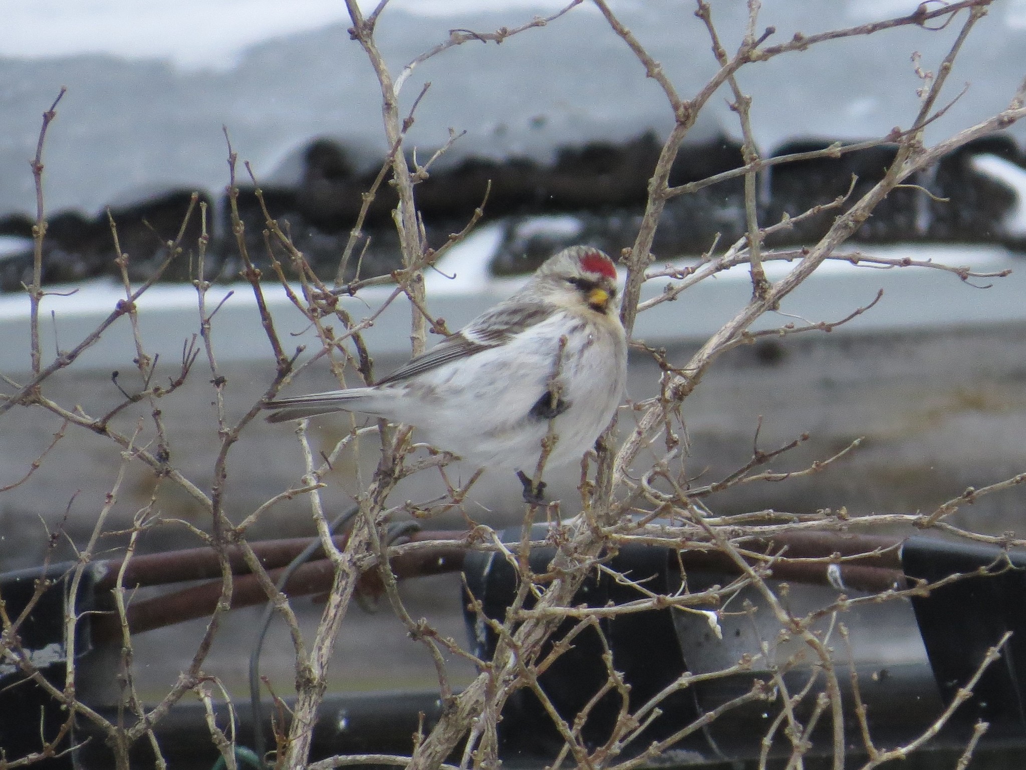 Redpoll