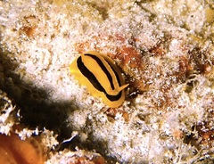 Phyllidia koehleri