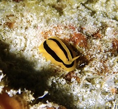 Phyllidia koehleri