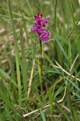 Gymnadenia