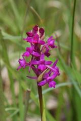 Gymnadenia