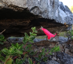 Penstemon baccharifolius