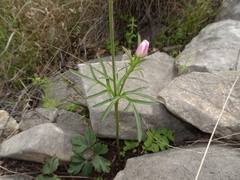 Anemone okennonii
