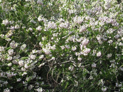 vresovec mnohokvetý (Erica multiflora)