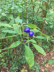 Psychotria suterella