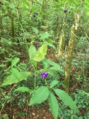 Psychotria suterella