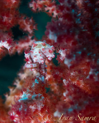 Hippocampus bargibanti