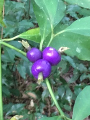 Psychotria suterella