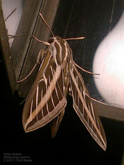 Hyles lineata