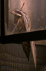 Hyles lineata